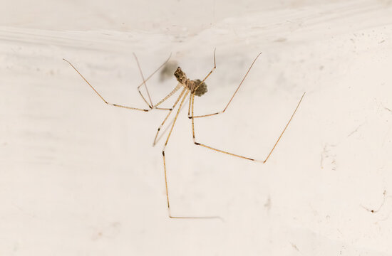 Close-up of a cellar spider (Pholcidae), commonly known as daddy long-legs, hanging upside down from a white ceiling. The image emphasizes the spider&rsquo;s delicate, elongated legs and it's  small body.