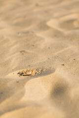 close-up of a crab on sandy beach with tracks, sunny day in vietnam