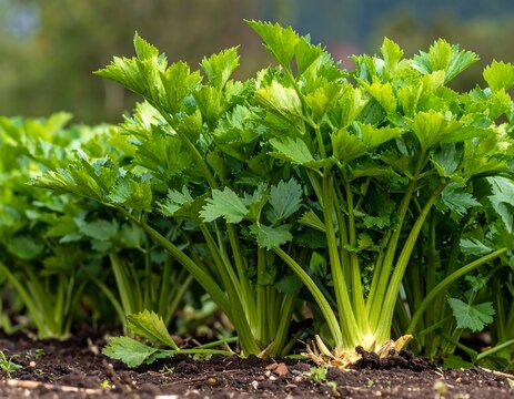 Close-up of lush, green celery plants growing in a garden row - Powered by Adobe