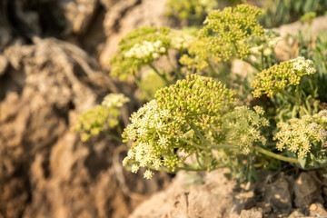 Crithmum maritimum thrives on sun drenched Mediterranean rocks, symbolizing pure nature's resilience