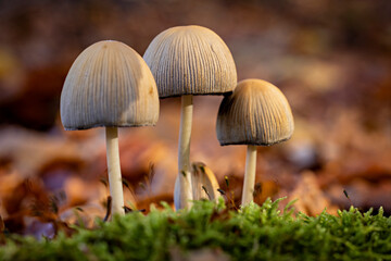 The common mica ink cap (Coprinellus micaceus) on the forest floor of the Reinhardswald in Hesse