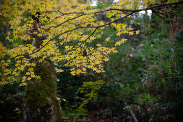 秋と紅葉
