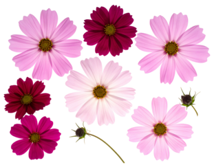 Seven vibrant blossoms, varying shades of pink