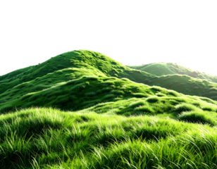 Verdant rolling hills bathed in golden light