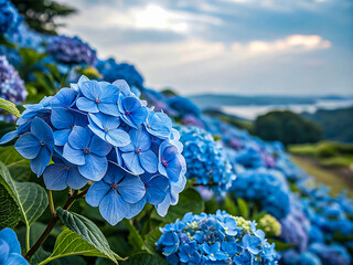Vibrant blue hydrangea flowers creating stunning floral background