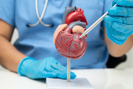 Cardiovascular disease CVD, doctor with heart human model anatomy for treatment patient in hospital.