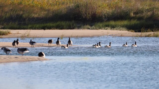 Brants swimming and resting on the shoreline