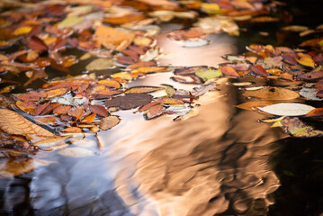 秋の水面に浮かぶ落ち葉