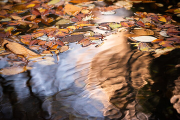 秋の水面に浮かぶ落ち葉