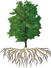 Naklejka premium Deciduous tree with with root system and green crown for landscape design isolated on white background