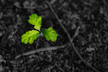 Oak sprout shooting from an acorn seed with three fresh green leaves on the soil of a mixed forest in Germany springtime. Bright colorful foliage isolated on dark black and white grayscale background.