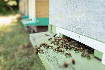 Bees flying in and out of the entrance of a beehive. Close-up of bee activity on the landing board and entrance of a multi-tiered green beehive, with many bees airing the hive with their wings