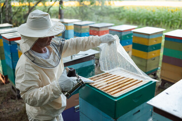 A beekeeper using a bee smoker, opening a hive to check the frames. A male beekeeper in a protective suit and gloves lifts a transparent cover from an open hive and uses a smoker to calm the bees