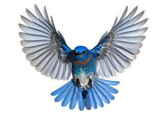 Fototapeta premium Blue bird in flight, wings spread wide, soaring motion