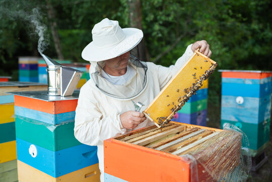 A beekeeper checks a frame with honeycombs. Beekeeper in protective suit and hat inspects frame with bees and honeycombs, using spatula and smoker in background - Powered by Adobe