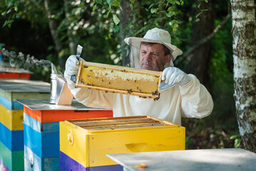 Beekeeper inspecting a honey frame with bees. Male beekeeper in protective suit holding frame with bees and honeycombs, examining it over open beehive with smoker