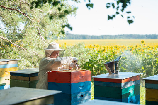 Beekeeper inspecting a hive with a smoker. Beekeeper in protective suit working with open hive with bee smoker, in apiary on the edge of forest with sunflower field in the background on a sunny day - Powered by Adobe