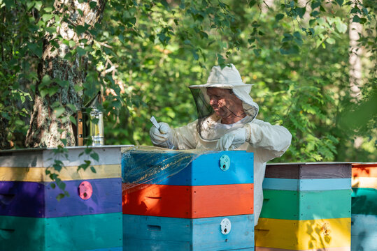 Beekeeper opening a hive with a hive tool for inspection. Male beekeeper in protective suit lifts plastic cover of hive with spatula, preparing to inspect frames in apiary with colorful hives
