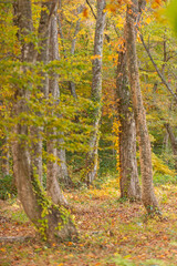 Fototapeta premium 秋と紅葉