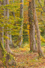 Fototapeta premium 秋と紅葉