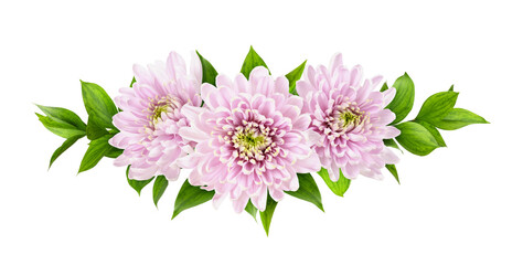 Pink chrysanthemum flowers green leaves of ruscus in a floral arrangement isolated on white or...