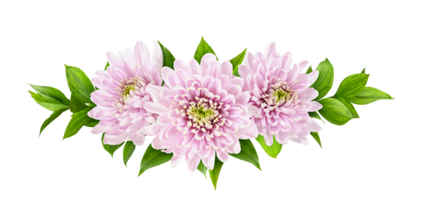 Pink chrysanthemum flowers green leaves of ruscus in a floral arrangement isolated on white or transparent background