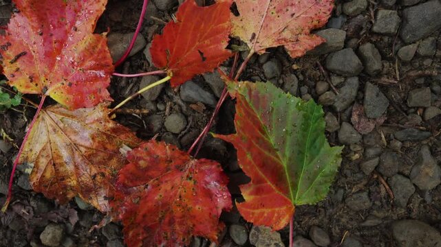 Red maple leaves on the ground