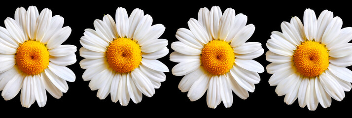 Four vibrant daisies arranged neatly against a dark background showcasing their delicate petals and bright centers