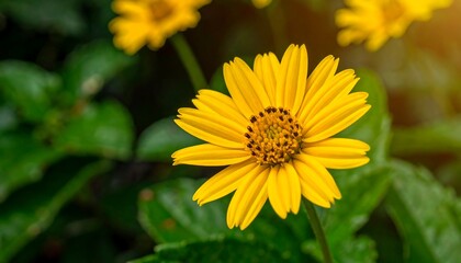 Bright yellow flower with a dark center surrounded by vibrant green foliage, bathed in soft sunlight