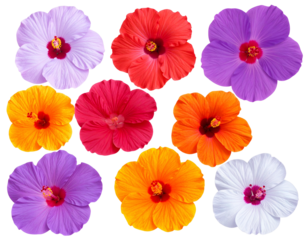 Vibrant tropical flowers in a colorful array