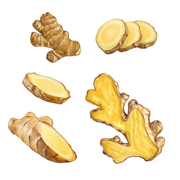 digital Drawn Ginger sketch. Illustration For Food Design.