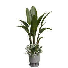 A vibrant green tropical plant with broad leaves sits in a textured gray pot, surrounded by a delicate cluster of small white flowers and greenery