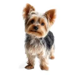Adorable yorkshire terrier puppy dog standing and looking forward