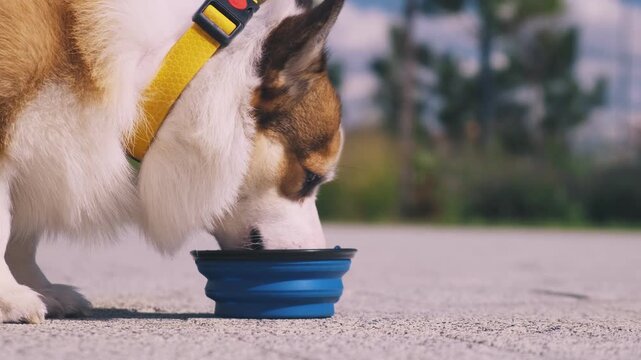 A red and white Welsh Corgi drinks water from a collapsible silicone bowl in a public urban park. Close-up side view on a bright sunny day during a walk with a pet.
