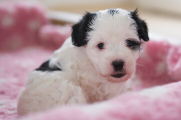 Porträt eines Tibet Terrier Welpen