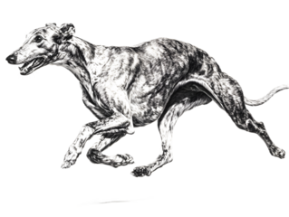 Side view of a brindle greyhound dog in full sprint, isolated on a transparent background, capturing the intensity and grace of the breed in motion