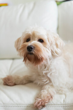 Liegender Tibet Terrier zuhause auf der Couch