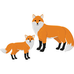 Fototapeta premium Two Orange Foxes With White Accents Stand Side By Side On A Transparent Background One Larger Than The Other And Facing Forward