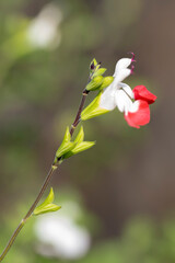 チェリーセージ