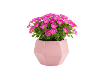 Isolated flowering plant in decorative pot, vibrant pink blossoms, springtime gardening indoor decor