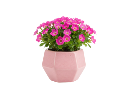 Isolated flowering plant in decorative pot, vibrant pink blossoms, springtime gardening indoor decor - Powered by Adobe