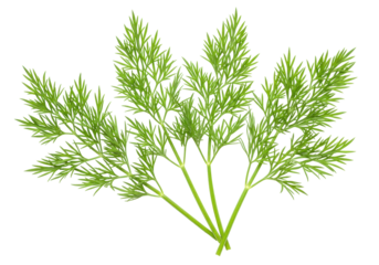 Isolated sprigs of fresh green dill herb, cut out against a plain backdrop for cooking