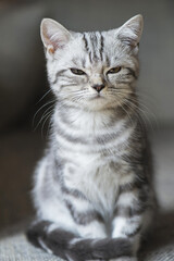 Porträt einer jungen silver-tabby Britisch Kurzhaar Katze