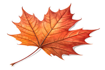 Fototapeta premium Red Autumn Maple Leaf Isolated on White