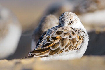 Sanderling 'Calidris alba' resting and preening its feathers on the sandy beach of Donana