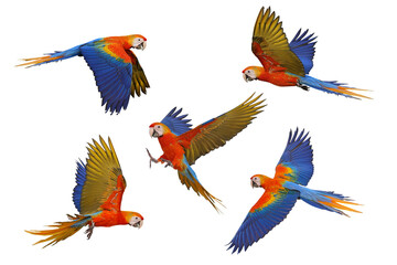 Fototapeta premium Collage of five macaw parrots isolated on transparent background png file
