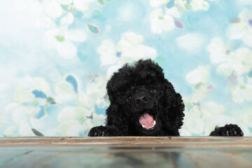 Schwarzer Kleinpudel schaut &uuml;ber den Tisch