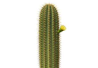 Isolated Pilocereus cactus with yellow flower, botanical succulent plant, spiky spines and areoles