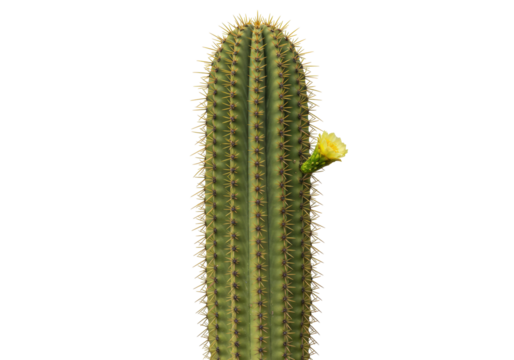 Isolated Pilocereus cactus with yellow flower, botanical succulent plant, spiky spines and areoles