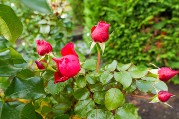 Close-up of red rosebuds with water droplets on green leaves in a garden. Natural floral photography with fresh, vibrant colors and shallow depth of field.